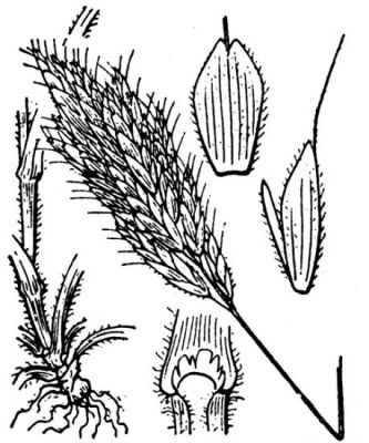 Bromus hordeaceus subsp. divaricatus