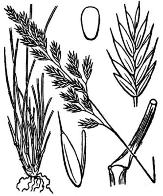 Festuca valesiaca Gaudin