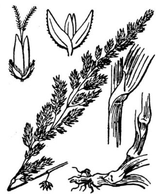 Phalaris arundinacea - 