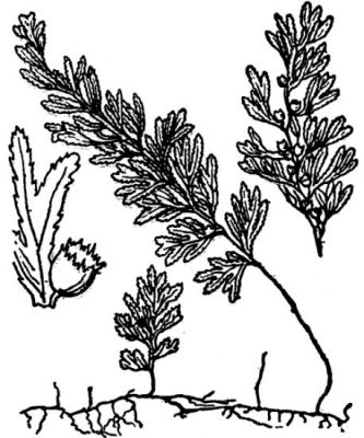 Hymenophyllum tunbrigense - 