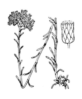 Helichrysum italicum subsp. microphyllum - 