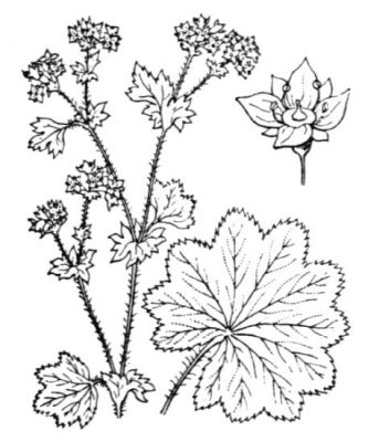 Alchemilla vulgaris