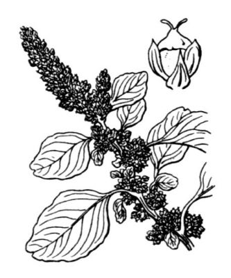 Amaranthus blitum - 