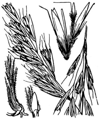 Avenula pubescens subsp. pubescens -
