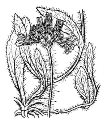 Hieracium caespitosum