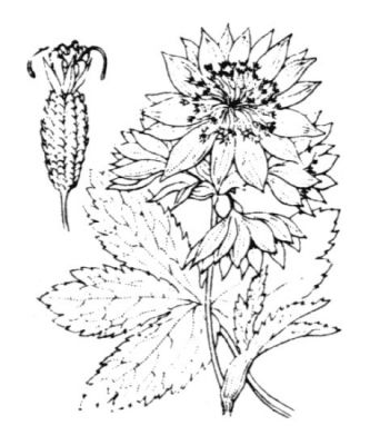 Astrantia major subsp. involucrata (W. D. J. Koch) Ces.