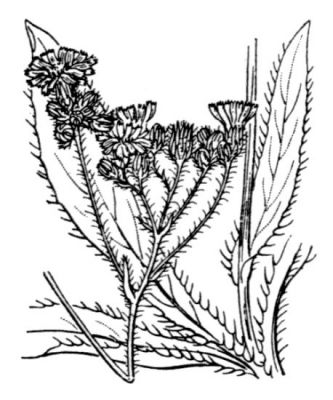 Hieracium piloselloides