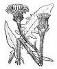 Crepis conyzifolia,
Radicchiella maggiore