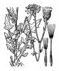 Crepis foetida,
achicoria,
almeiroa-dos-comboios,
cr&eacute;pis f&eacute;tide,
Radicchiella selvatica,
roadside hawk's-beard,
Stinkender Pippau,
Stinking Hawk's Beard,
stinking hawk's-beard,
stinking hawksbeard