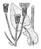 Crepis lampsanoides
