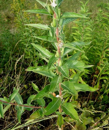 Oenothera stucchii