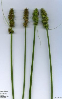 Carex otrubae -