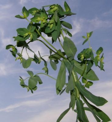 Euphorbia platyphyllos - North America