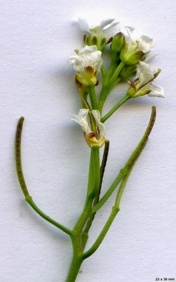 Cardamine resedifolia L.