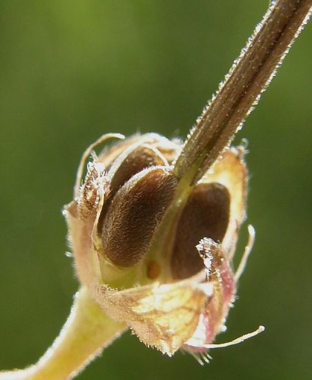 Geranium pyrenaicum Burm. f.