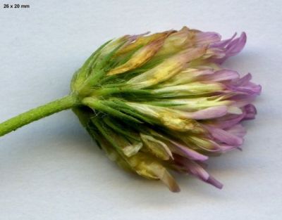 Trifolium echinatum M. Bieb.