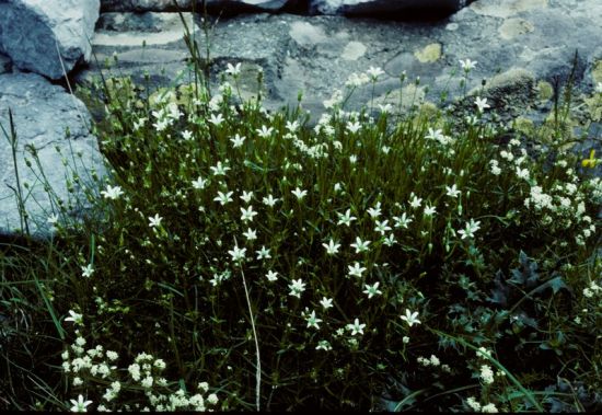 Sabulina austriaca (Jacq.) Rchb.