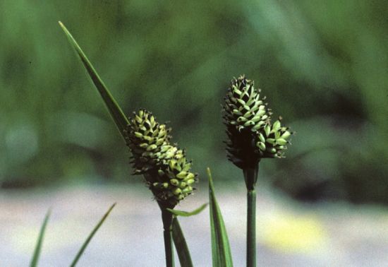 Carex norvegica Retz.