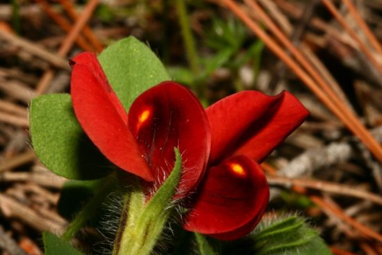 Tetragonolobus purpureus Moench