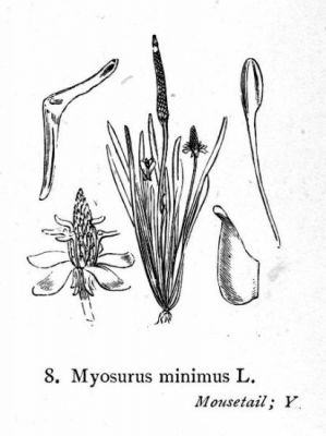 Myosurus minimus