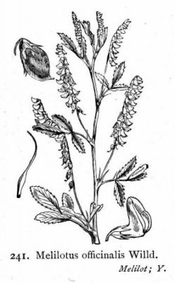 Melilotus officinalis (L.) Lam.