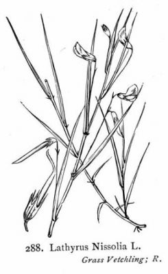 Lathyrus nissolia