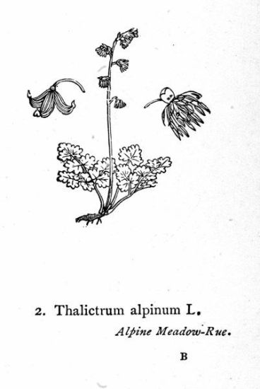 Thalictrum alpinum L.