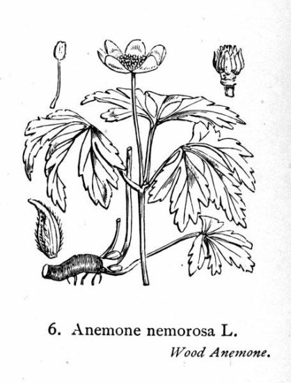 Anemone nemorosa L.
