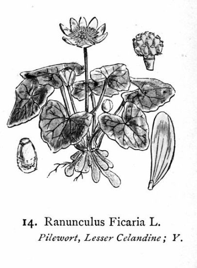 Ranunculus ficaria L.