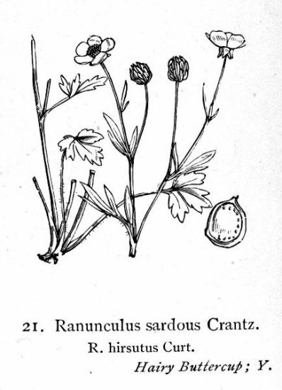 Ranunculus hirsutus Ranunculus hirsutus