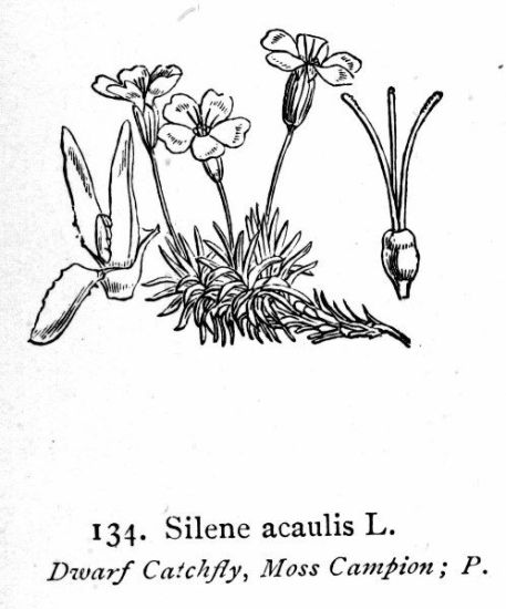Silene acaulis (L.) Jacq.
