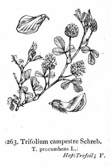 trifolium procumbens