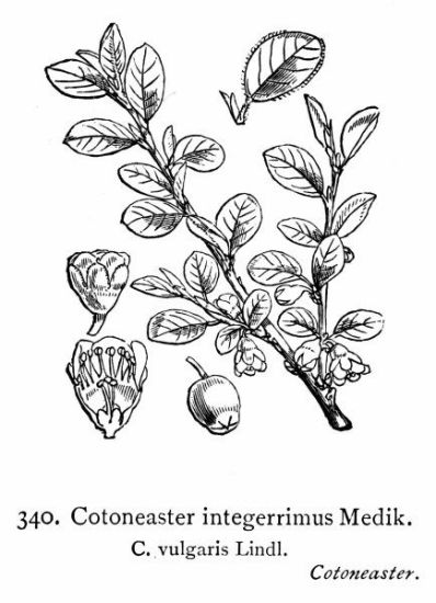 Cotoneaster integerrimus Medik.