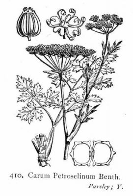 Carum petroselinum