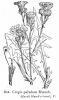 Crepis paludosa,
Marsh Hawk's Beard,
Radicchiella a tappo giallastro