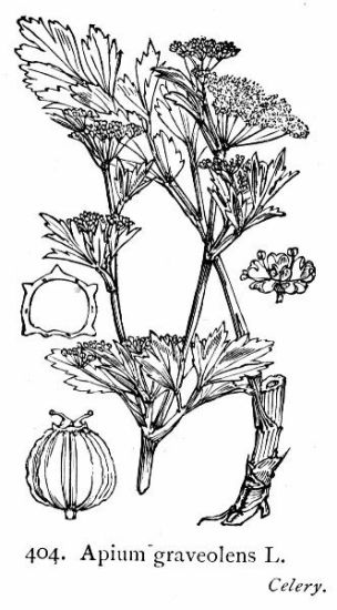 Apium graveolens L.