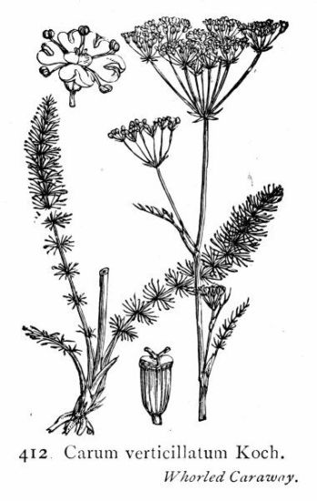 Carum verticillatum (L.) W.D.J.Koch