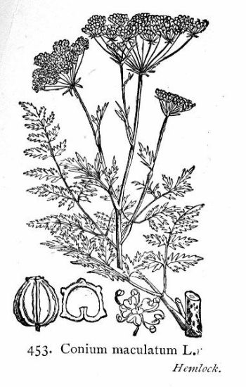 Conium maculatum L.