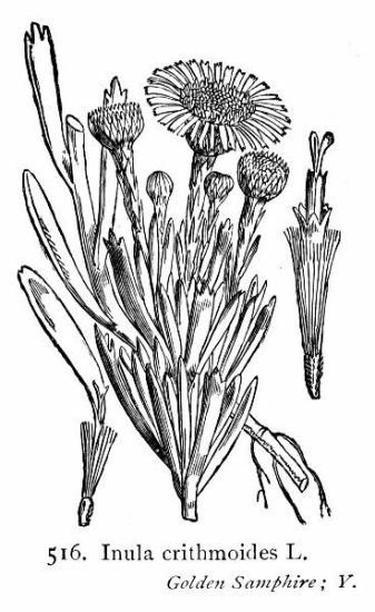 Limbarda crithmoides (L.) Dumort.