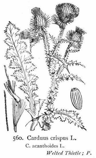 Carduus acanthoides L.
