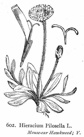 Hieracium pilosella L.