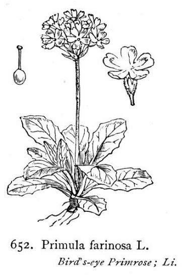 Primula farinosa L.