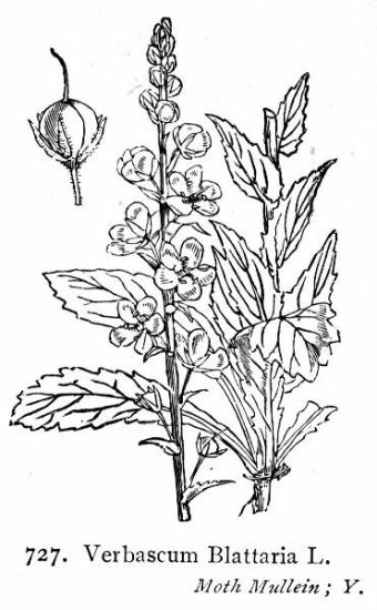 Verbascum blattaria L.