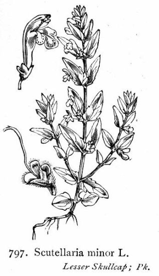 Scutellaria minor Huds.