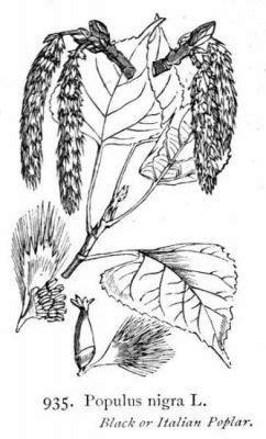 Populus nigra L.