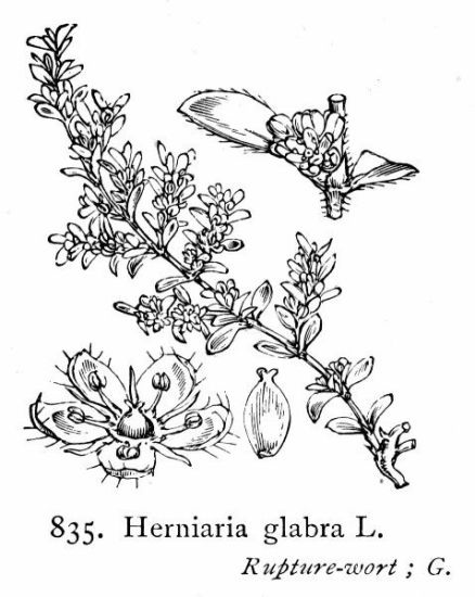Herniaria glabra L.
