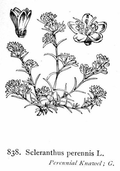 Scleranthus perennis L.