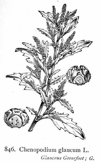 Chenopodium glaucum L.