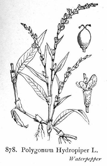 Persicaria hydropiper (L.) Spach