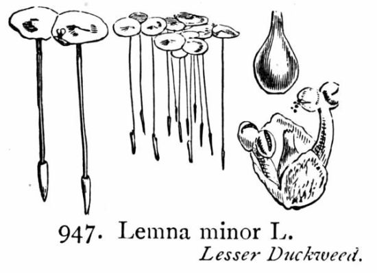 Lemna minor L.